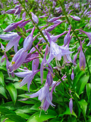 purple flowers. Hosts planted to decorate curbs.
