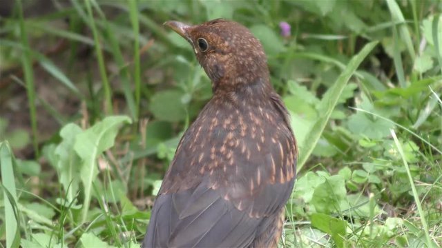 Thrush bird a warm  in the summer day - detail