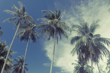 Fototapeta na wymiar Palm trees blue sky