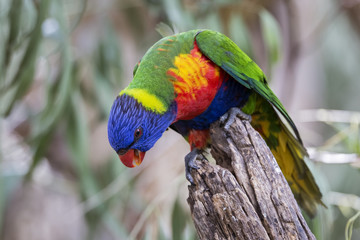 Naklejka premium Rainbow Lorikeet (Trichoglossus moluccanus)