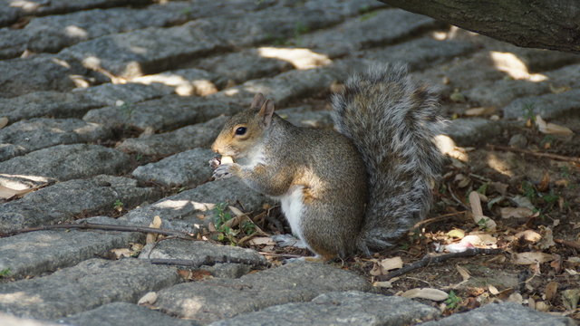 Eichh&ouml;rnchen