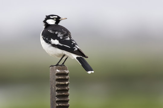 Magpie Lark (Grallina Cyanoleuca)