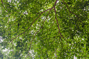 Leaves and twigs background