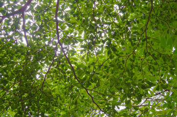 Fototapeta na wymiar Leaves and twigs background