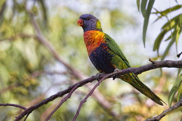 Obraz premium Rainbow Lorikeet (Trichoglossus moluccanus)