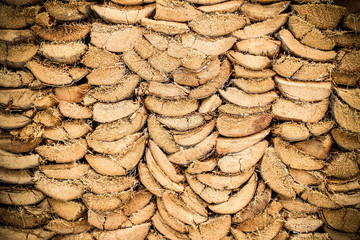 old trunk of the coconut peel tree background