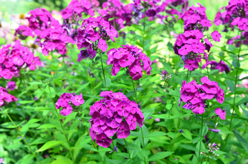 Garden phlox  /  Beautiful garden phlox in a horticulture in the city Liberec.