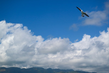 Bird and Blue Sky