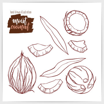 Sketched set of ripe and tasty coconuts, whole and chopped, with leaves. Hand drawn illustration with hand lettering headline.