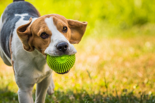 Beagle dog jumping and running with a toy in a outdoor towards the camera