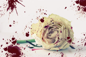 white rose in blood