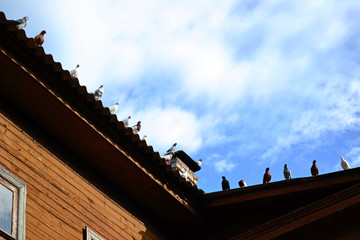 Fototapeta na wymiar Doves sit on the roof of a wooden house