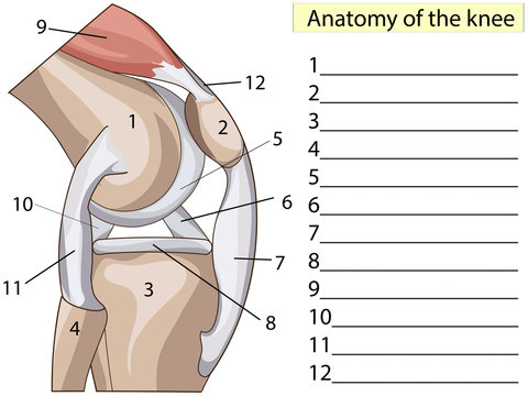 Anatomy. Subscribe. Structure knee joint vector