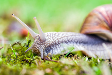 Land snail on the grounf