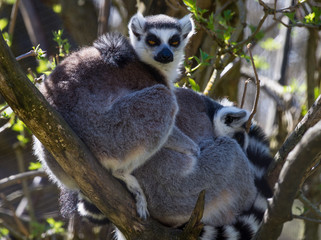 Ring-tailed monkey or Lemur Catta