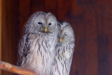 Great Grey Owl