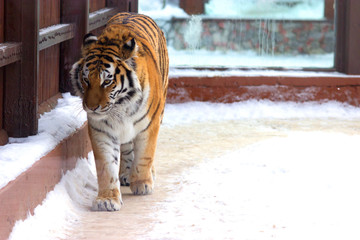 big siberian tiger