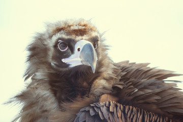 Bald eagle and snow