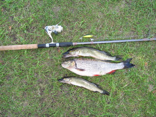 Fish pike chop