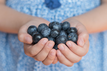 Closeup portrait of a handful of fresh blueberries 