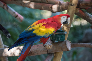 Macaw parrot animal portrait closeup with natural environment