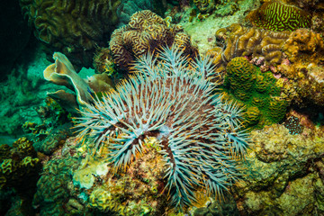 on coral reef of Koh Tao