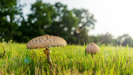 Parasol mushroom