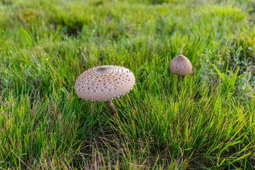 Parasol mushroom