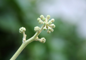 Blütenstand von Efeu