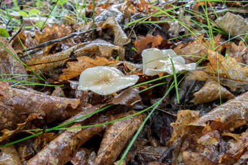 Mushrooms in the forest in summer