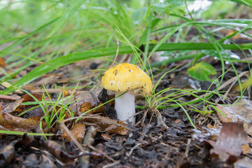 Mushrooms in the forest in summer