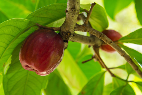 The pommerac fruit on the tree