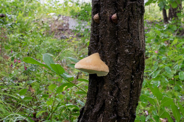 Mushrooms in the forest in summer