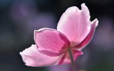 Fototapeta na wymiar Close up of a beautiful pink Anemone in bright sunlight