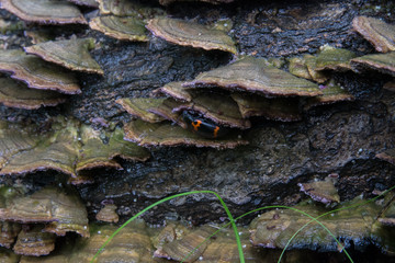 Mushrooms in the forest in summer