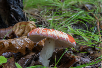 Mushrooms in the forest in summer