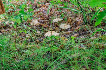 Mushrooms in the forest in summer