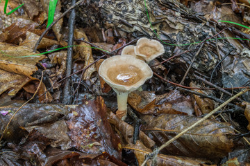 Mushrooms in the forest in summer