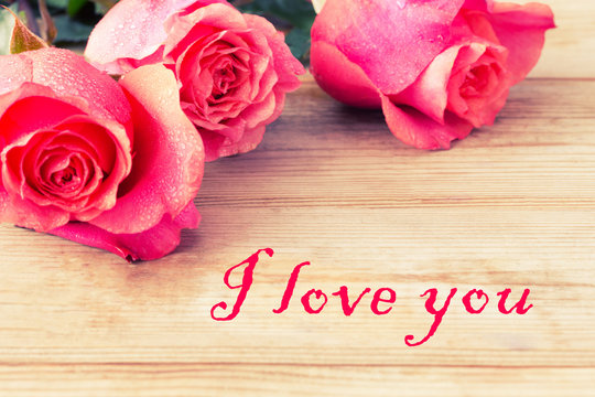 pink roses close up