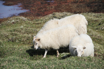 Weißes Schaf seitenansicht