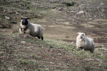 Schaf und Bock im düsteren Island