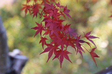 紅葉
