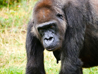 Gorille