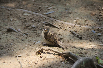 Spatz