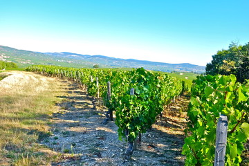 ROUTE DES VINS M&Auml;CONNAIS