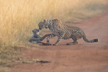 Cheetah cub playing with her mother in a road