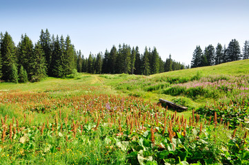 field in french alps mountains