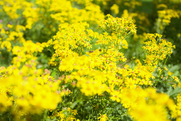 Jacobaea vulgaris plants.