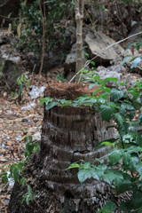 島の森の中の自然