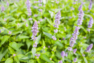Agastache Blue Fortune plants.